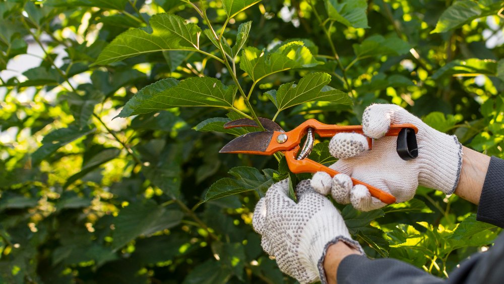 Harvesting